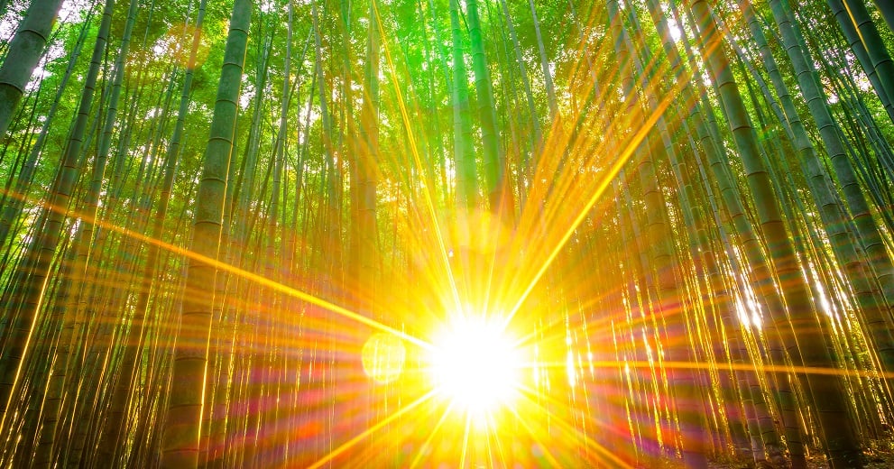 White Label b5709158