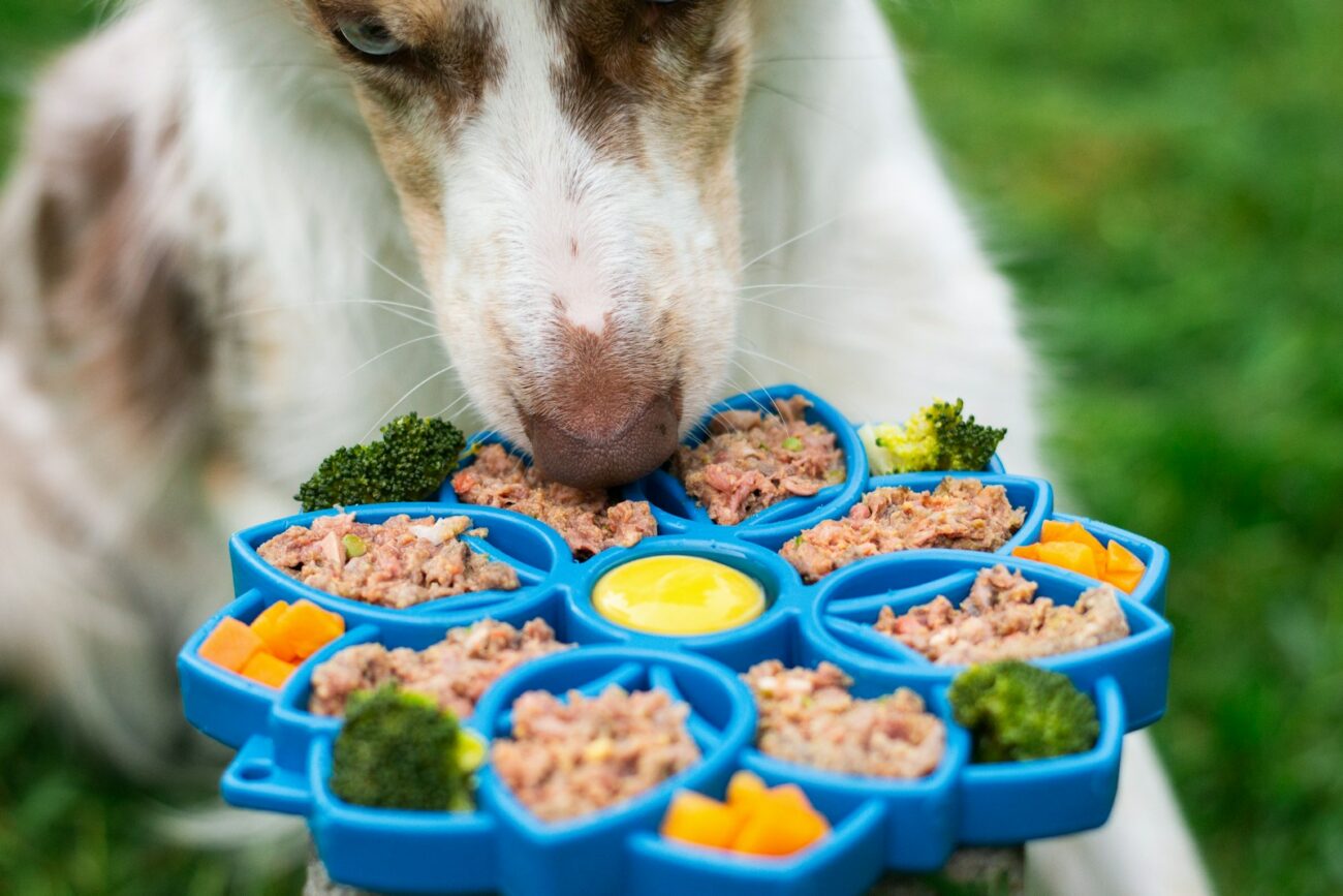 Photo by Ayla Verschueren Dog enjoys a colorful meal from its interactive dish.