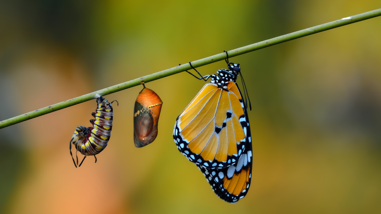 Growth is Worth It: Lessons from the Butterfly